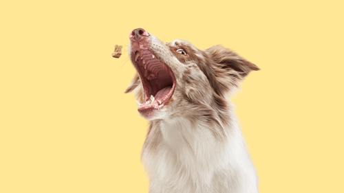 Bild für Getreidefreies Hundefutter