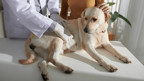 Bild für Verstopfung beim Hund 