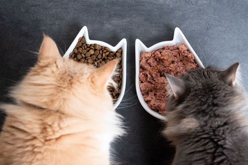 Bild für Hochwertiges Katzenfutter richtig erkennen
