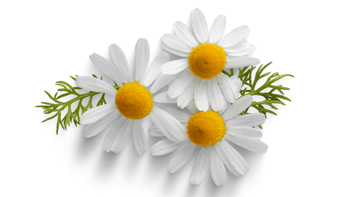 Kamille Blumen