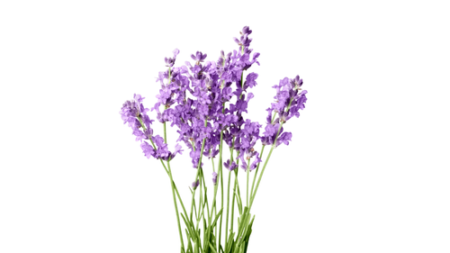 Lavandel Blume Pflanze