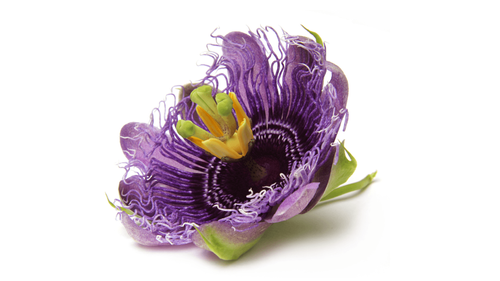 Passionsblume
